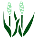Sorgo